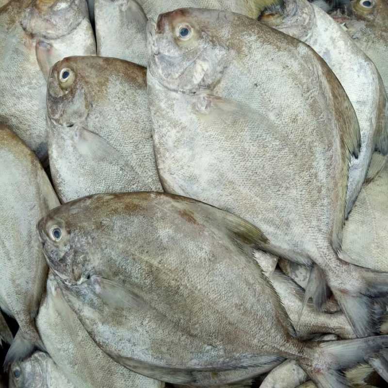 Ikan Dorang
