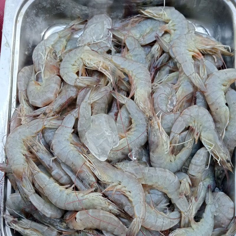 Udang