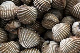 Kerang Dara