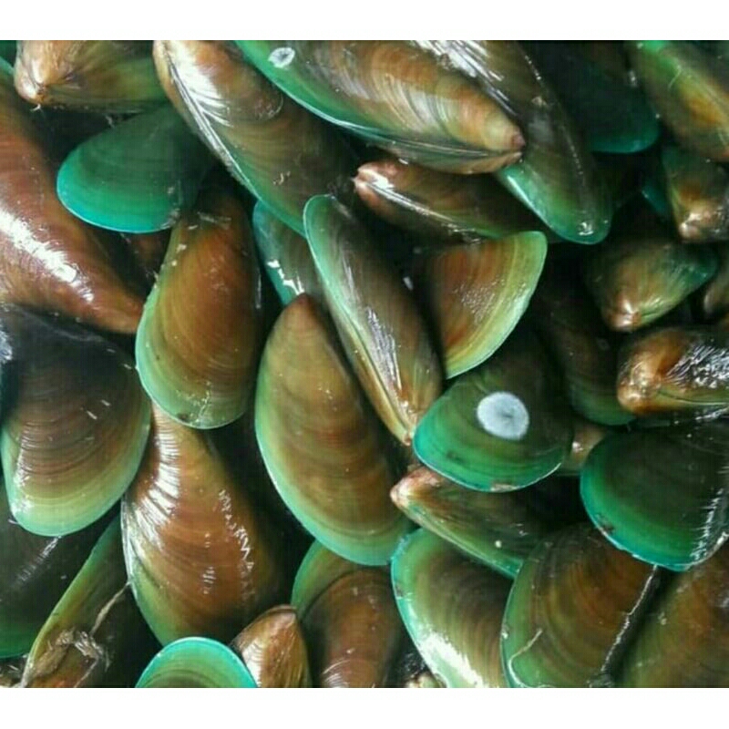 Kerang Hijau