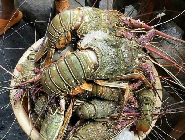 Lobster